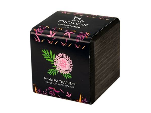 Набор для выращивания «Small village cube «Эхиноцереус»