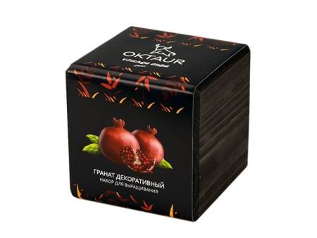 Набор для выращивания «Small village cube «Эхиноцереус»