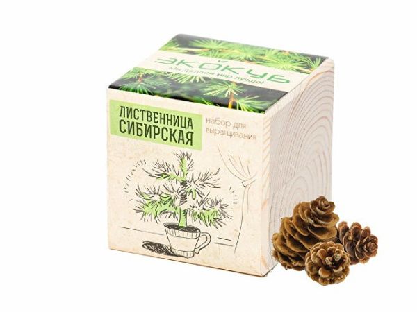 Набор для выращивания «Лаванда»