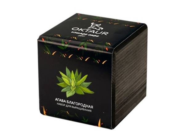 Набор для выращивания «Small village cube «Эхиноцереус»